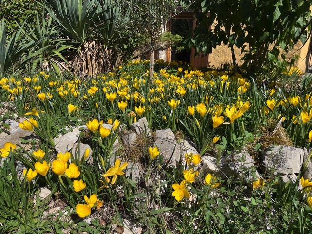 In de tuin komen overal de najaars crocusjes omhoog